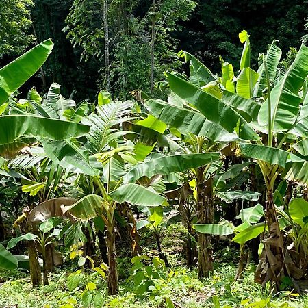 Eden Jungle Lodge Bocas Town Dış mekan fotoğraf