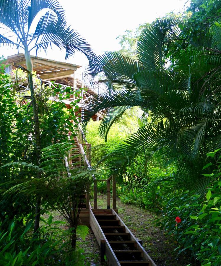 Eden Jungle Lodge Bocas Town Dış mekan fotoğraf