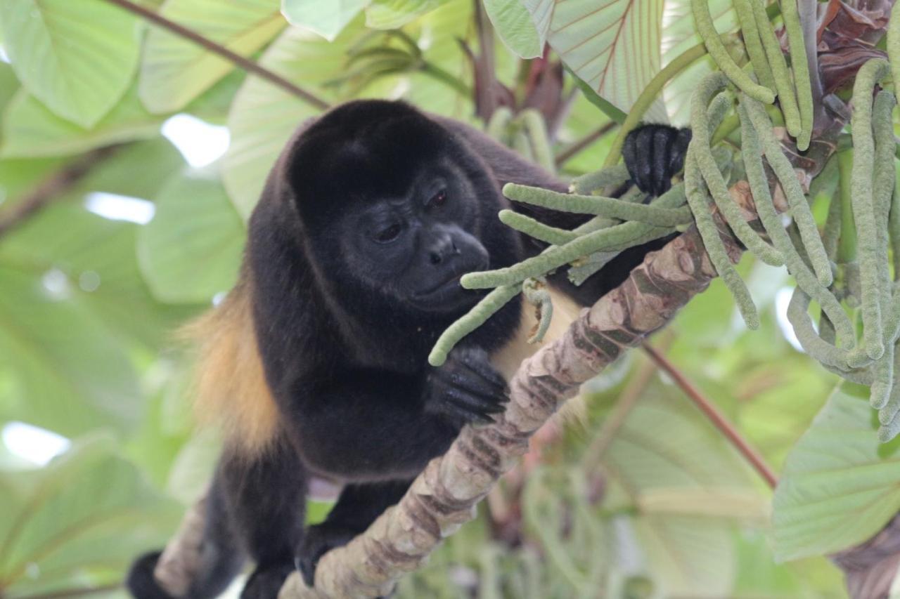 Eden Jungle Lodge Bocas Town Dış mekan fotoğraf