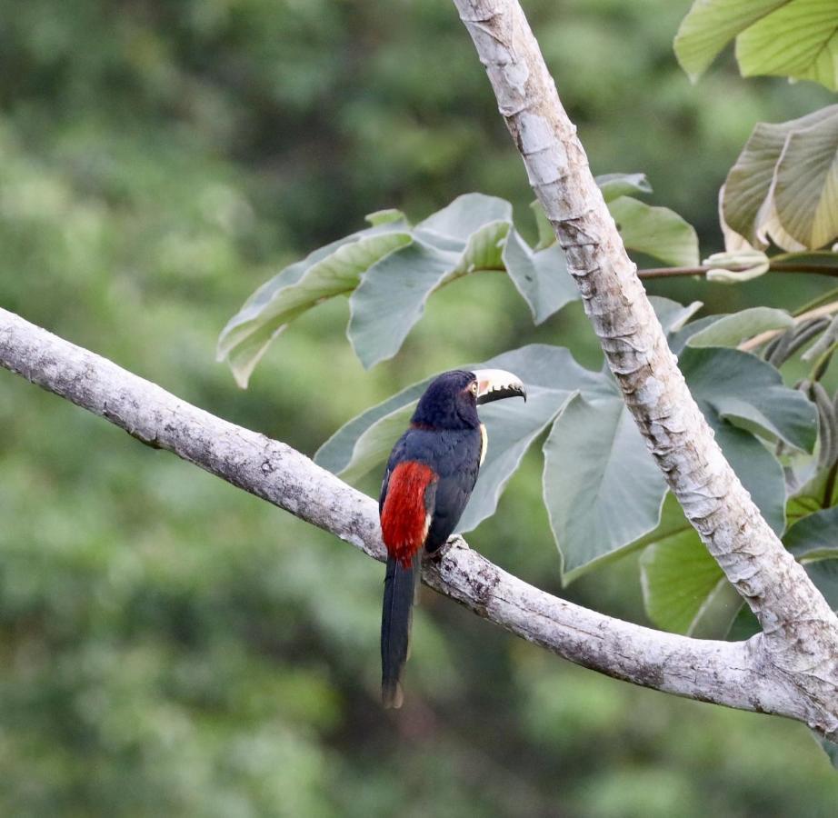 Eden Jungle Lodge Bocas Town Dış mekan fotoğraf
