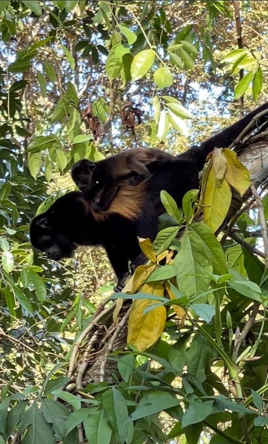 Eden Jungle Lodge Bocas Town Dış mekan fotoğraf