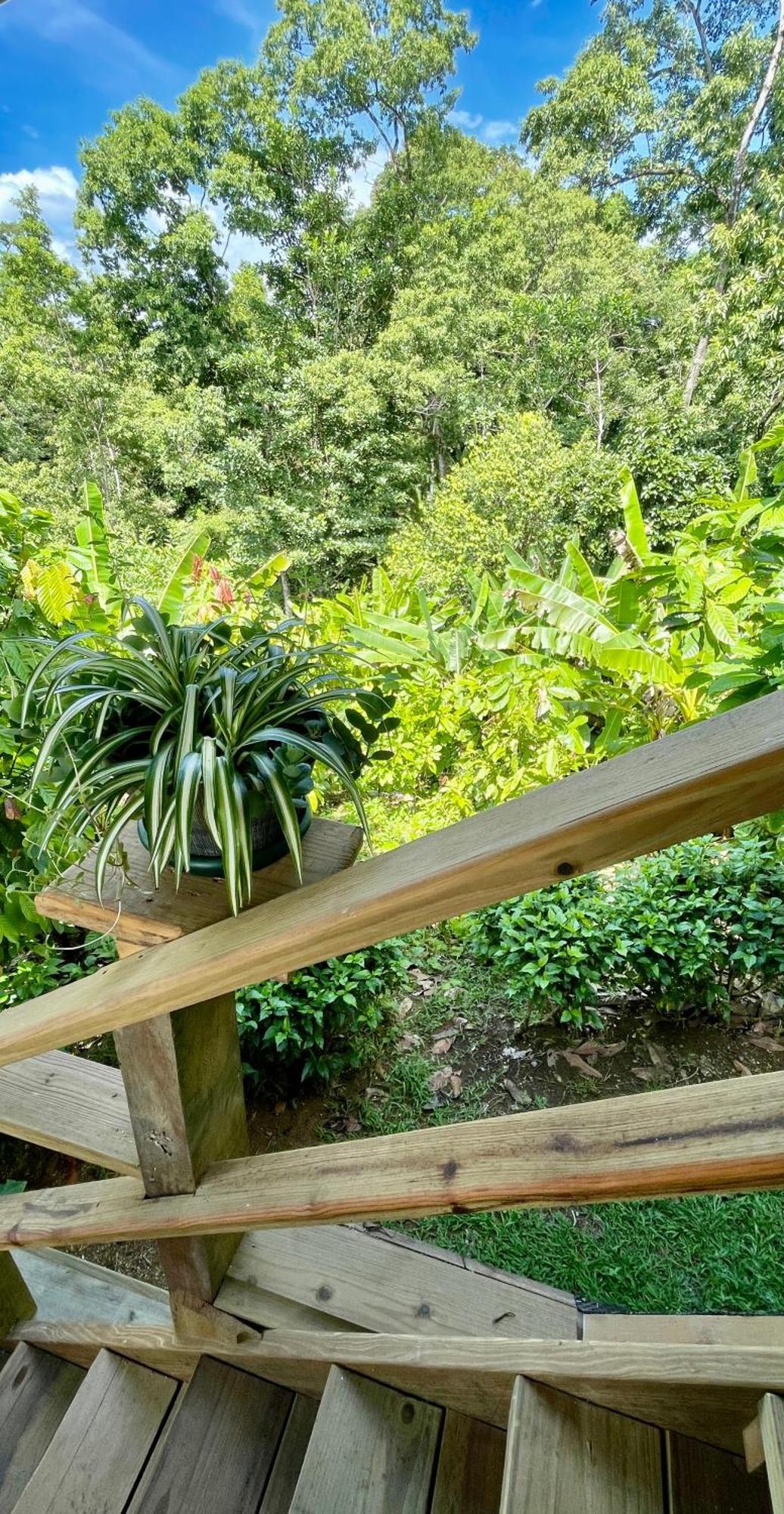Eden Jungle Lodge Bocas Town Dış mekan fotoğraf