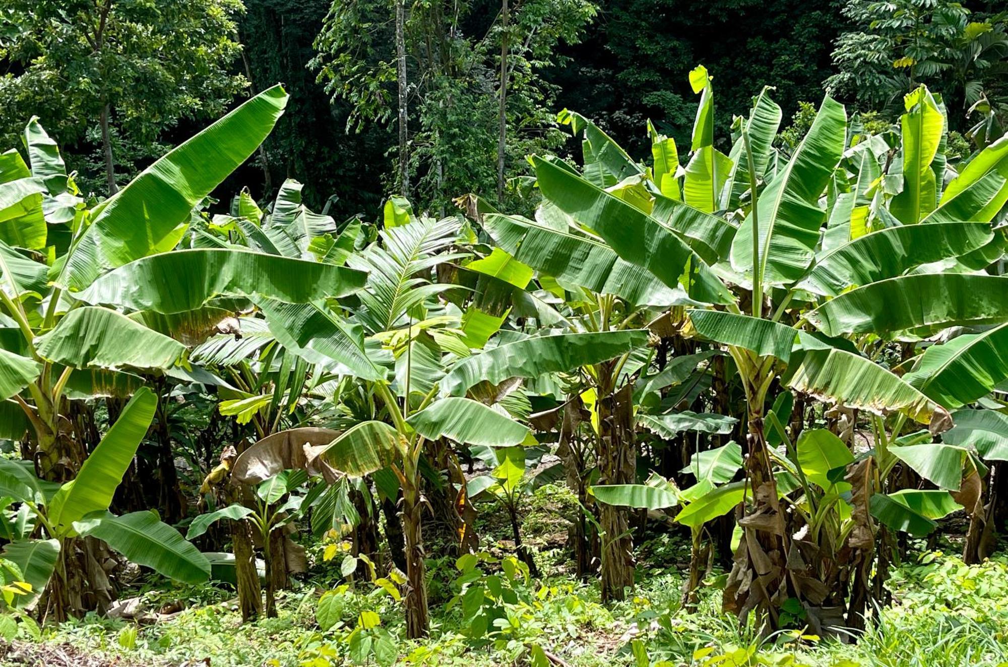 Eden Jungle Lodge Bocas Town Dış mekan fotoğraf
