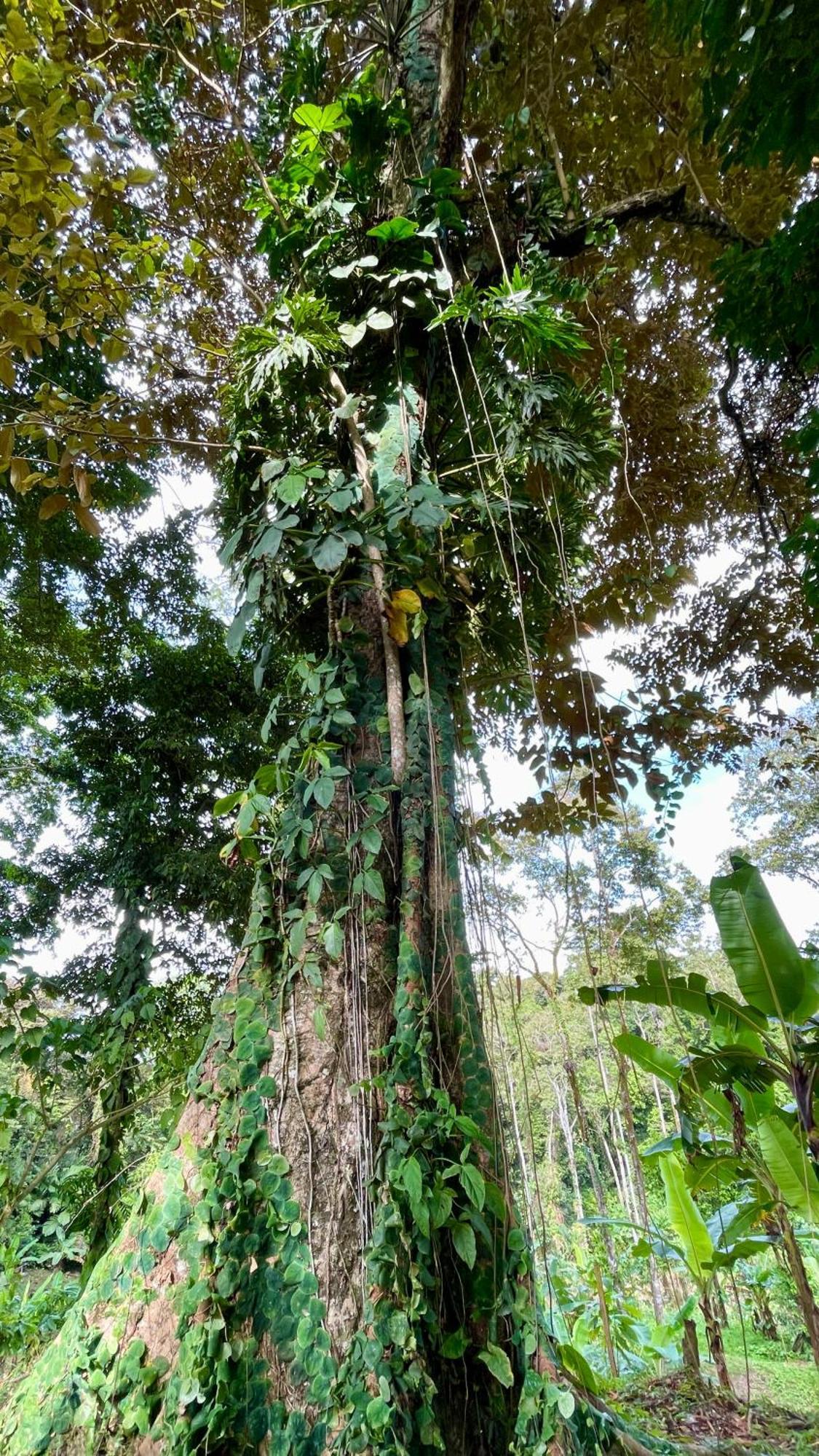 Eden Jungle Lodge Bocas Town Dış mekan fotoğraf